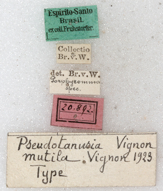 CollectionObject 1531798; d2437372-cf58-45be-a321-f96468e6a9bf: labels (holotype). (CollectionObject).
