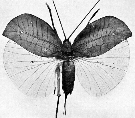 Paracycloptera reticulata (Kirby, 1906): Fig. 62 (specimen from British Museum). female. (Otu).