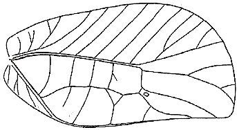 Paracycloptera grandifolia (Brunner von Wattenwyl, 1895): Fig. 232. female right tegmen (length 63-67 mm). (Otu).