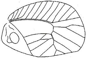 Paracycloptera carinifolia (Saussure & Pictet, 1898): Fig. 233. male right tegmen (length 58.5 mm). (Otu).