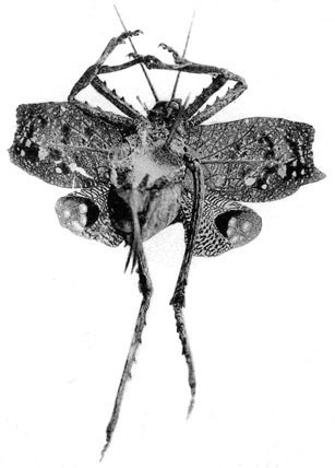 Porphyromma speciosum Brunner von Wattenwyl, 1895: Pl. IV, Fig. 31 (photo Le Charles). female, ventral view (paratype in Vienna, tegmen length 21 mm). (Otu).