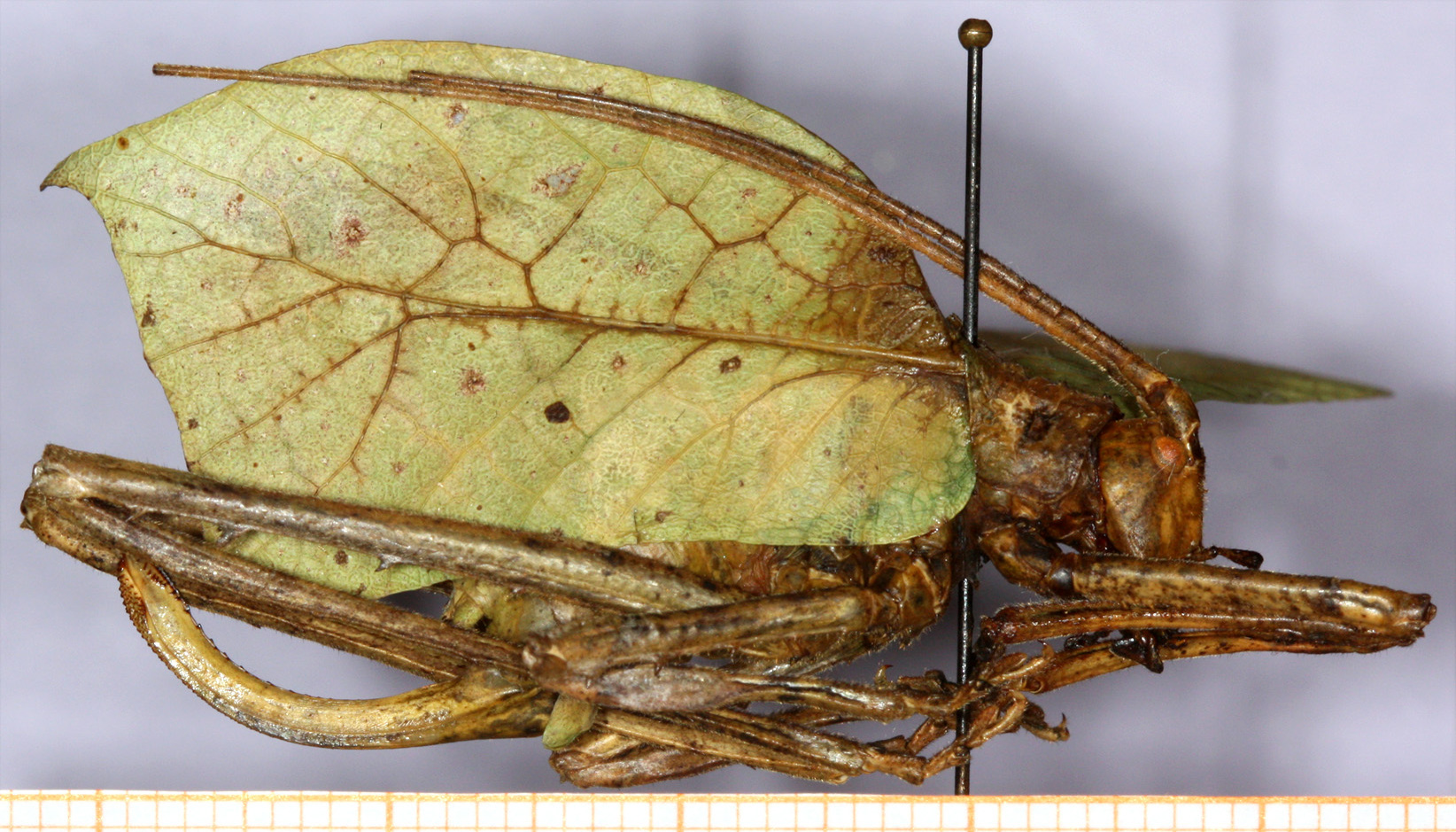 CollectionObject 1499701; 1b2d853e-44b5-452c-a822-e75af03b9b68: female, lateral view. (CollectionObject).