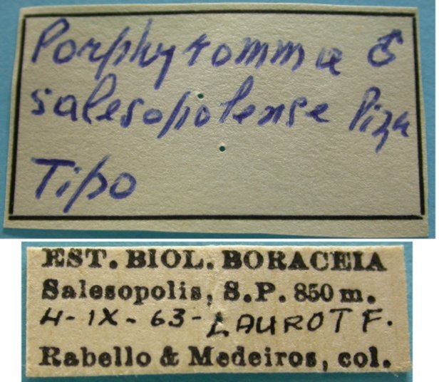 CollectionObject 1542684; 73fc5864-7f54-4e62-b406-1633c08af80f: male, labels (holotype). (CollectionObject).