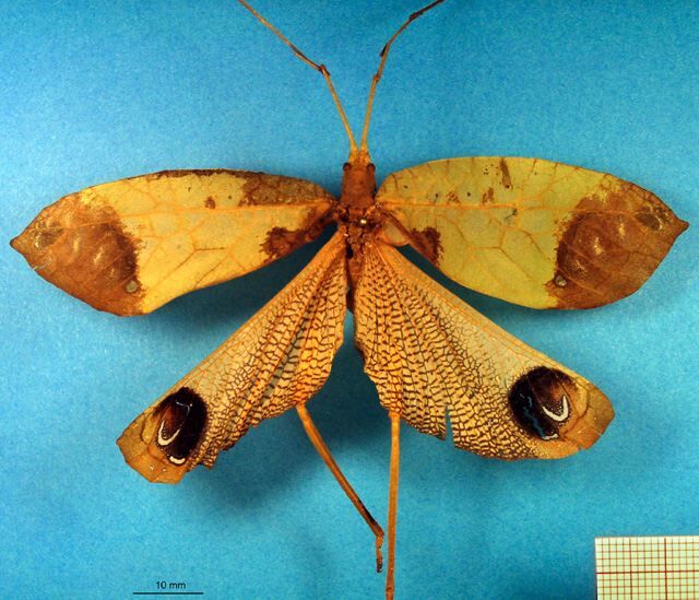 CollectionObject 1500366; 7edd194a-c3a8-4f93-9e88-b86e7aced5be, DORSA BTptestoHTM: male habitus dorsal view (holotype of Pterochroza stolli). (CollectionObject).