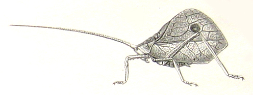Roxelana crassicornis (Stål, 1874): Fig. 116. male habitus (Chlorophylla rufipes - tegmina 29 mm). (Otu).