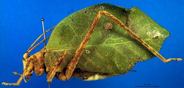 CollectionObject 1502150; 8d813699-3857-49bc-8533-7d3b613960f4: female, lateral view (syntype). (CollectionObject).