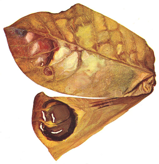 Tanusia versicolor Vignon, 1923: Pl. 1, Fig. 4. male left tegmen and ocellar portion of hind wing. (Otu).