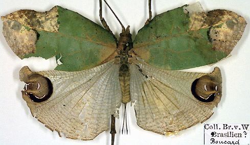 CollectionObject 1531803; 268dc833-a3fb-43f6-a568-2d074c7f3e20: female (holotype). (CollectionObject).