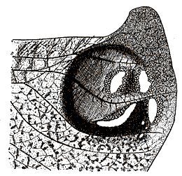 Tanusia decorata (Walker, 1870): Fig. 204. apex of hind wing. (Otu).