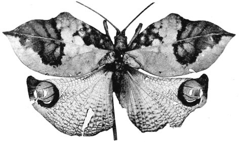Tanusia signata Vignon, 1923: Pl. V, Fig. 32 (photo Le Charles). male, dorsal view (specimen in MNHN Paris, tegmen length 37 mm). (Otu).