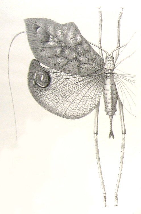 Tanusia cristata (Serville, 1838): female, dorsal view. (Otu).