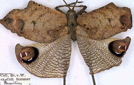 CollectionObject 1531804; 76812a6e-a2c3-4844-888a-de85fba8d095: male (holotype). (CollectionObject).