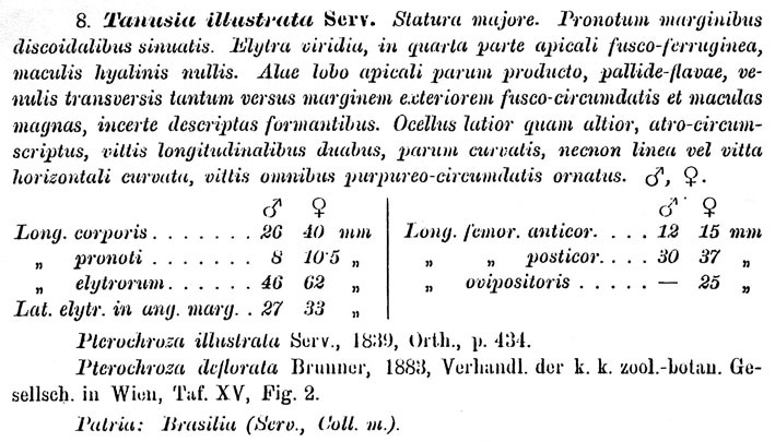 Tanusia illustrata (Serville, 1838): p. 252. description by Brunner von Wattenwyl 1895. (Otu).