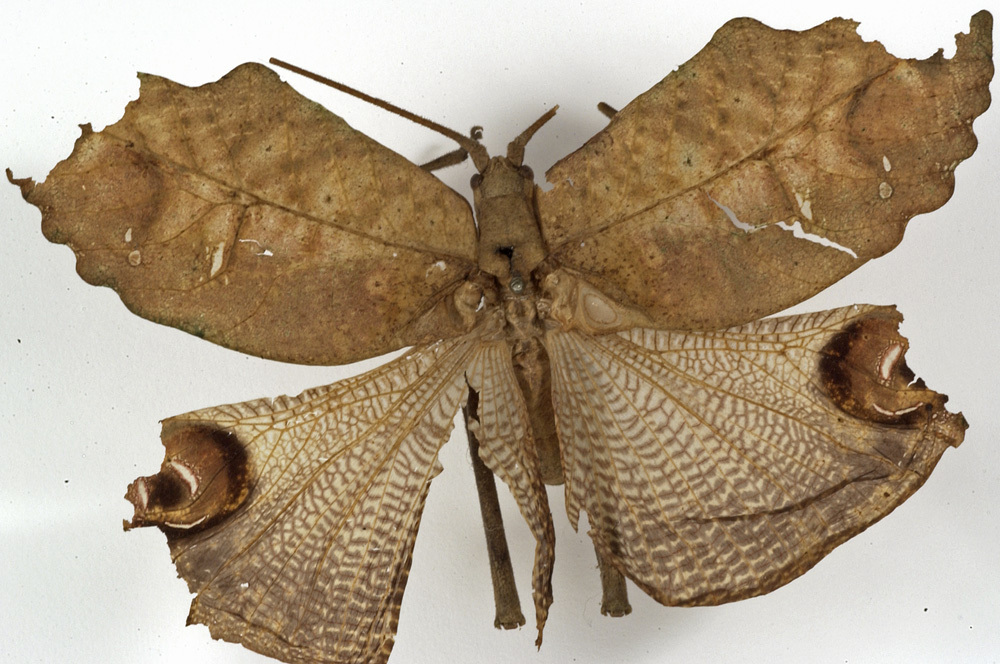 CollectionObject 1529694; 1b96f959-156d-4a46-9da2-34fe8462bb99: male, dorsal view (holotype). (CollectionObject).