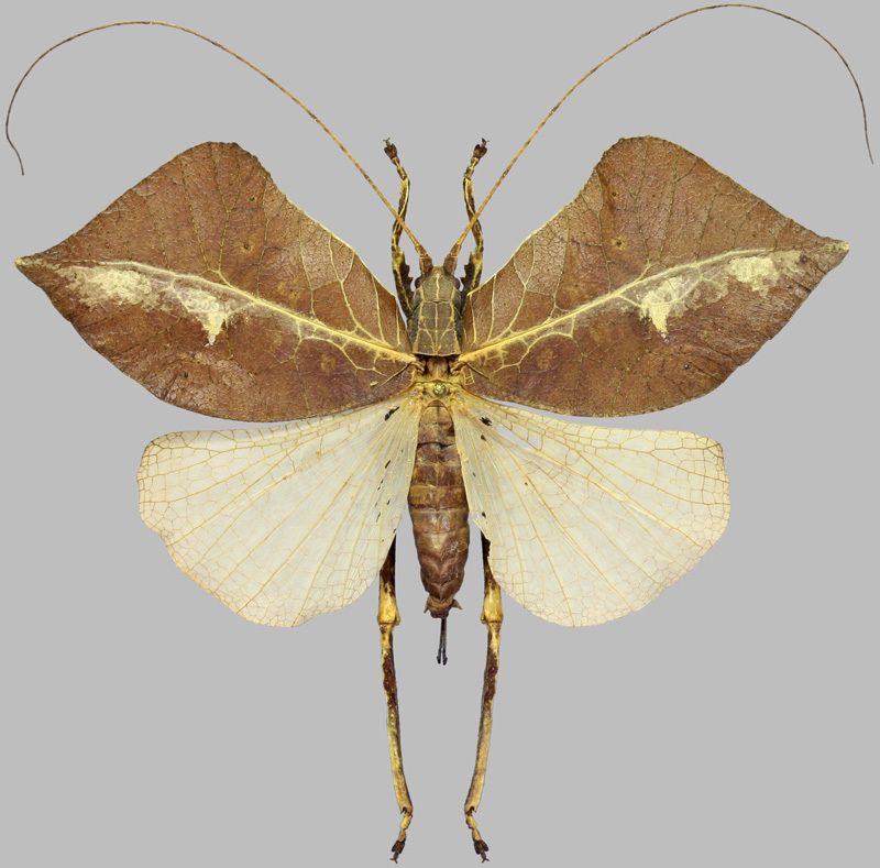 Typophyllum trapeziforme (Stoll, 1813): 2015. female (French Guiana, Kaw region). (Otu).