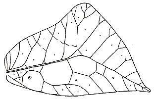 Typophyllum trigonum Vignon, 1925: Fig. 213 (after Vignon 1925). female right tegmen (length 37-37.5 mm, width 21-23.5 mm). (Otu).