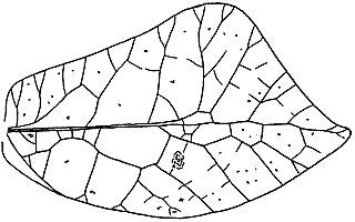 Typophyllum helleri Brunner von Wattenwyl, 1895: Fig. 214. female right tegmen (length 39 mm, width 22 mm). (Otu).