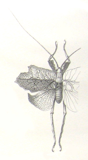 Typophyllum histrio (Brunner von Wattenwyl, 1895): male, dorsal view. (Otu).