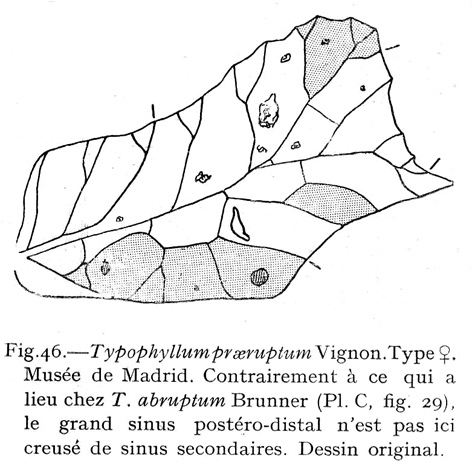 Typophyllum praeruptum Vignon, 1926: Fig. 46 (after type). female right tegmen (length 19.5 mm). (Otu).