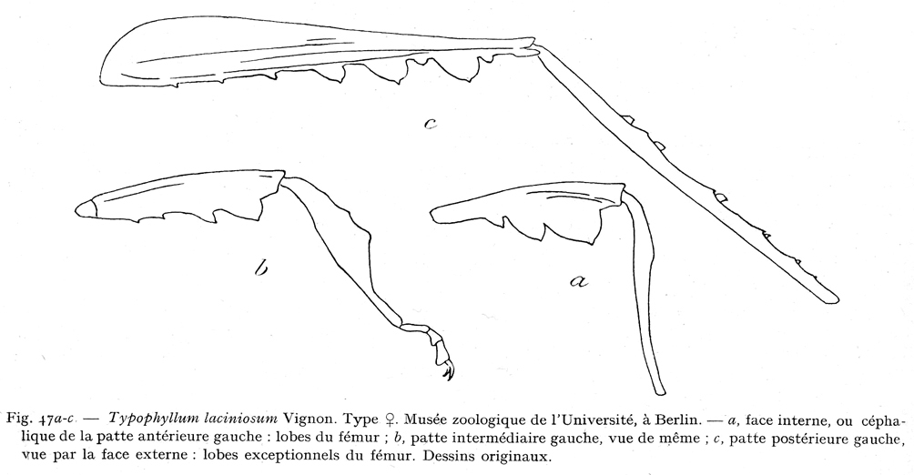 Typophyllum laciniosum Vignon, 1927: Fig. 47 a-c (after type). female legs (hind femur 17 mm). (Otu).