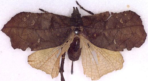 CollectionObject 1517084; ed479f7b-caa6-4835-afe5-8926761f4eea: female (holotype). (CollectionObject).