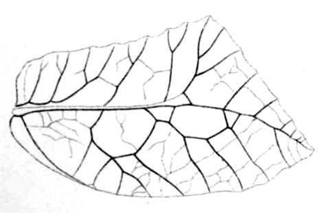 Typophyllum erosifolium Walker, 1870: Pl. 1, Fig. 10. female right tegmen (Typophyllum peruvianum, length 32 mm). (Otu).