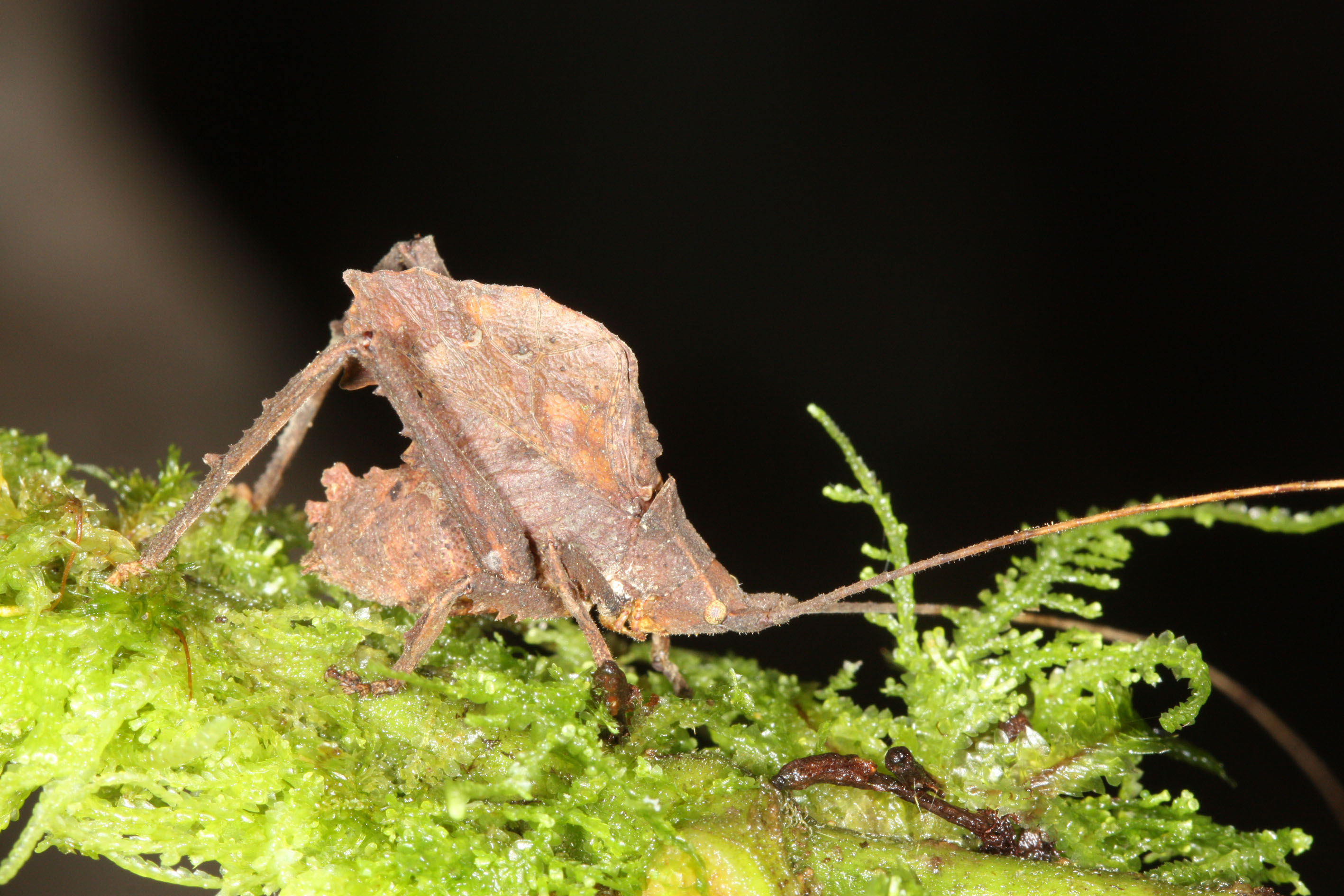 Typophyllum morrisi Braun, 2015: April 2009, photo 1255. male. (Otu).