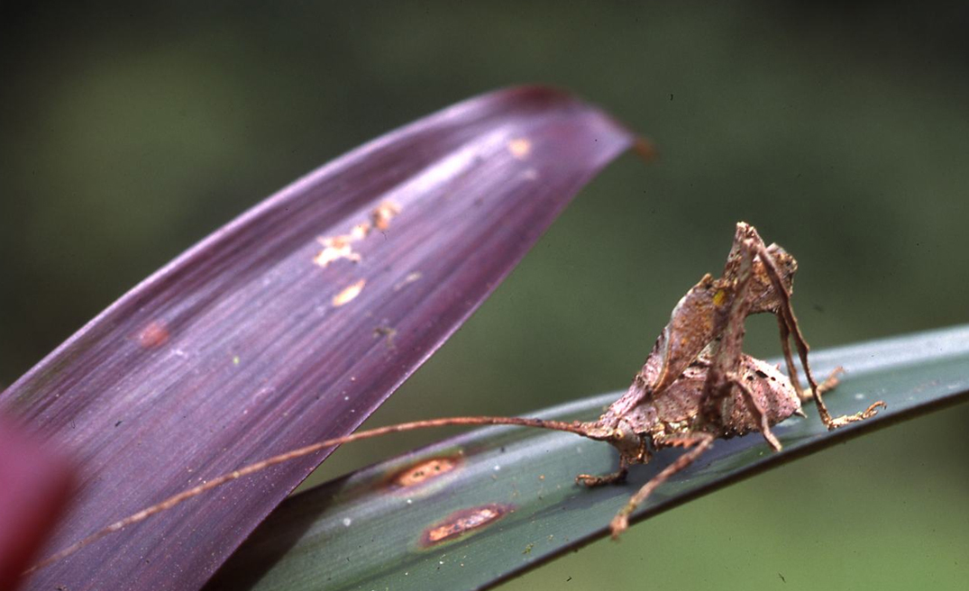 CollectionObject 1479269; 35c81f3d-719c-444b-8cd7-208fab4e0660, cbt004s01: male (holotype). (CollectionObject).