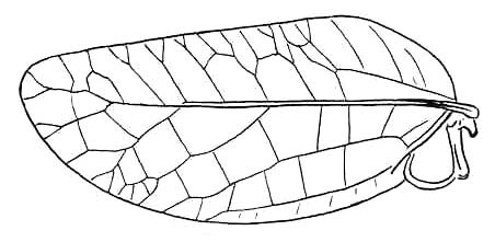 Elytraspis hubbelli Beier, 1962: Fig. 8. male tegmen (37 mm). (Otu).