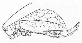 Caloxiphus nigrostriolatus (Brunner von Wattenwyl, 1895): Fig. 185. female habitus (tegmina length 26 mm). (Otu).