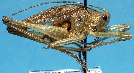 CollectionObject 1499270; c3d2dd4c-81e4-4110-9cc4-03d37f75908f: male, lateral view (holotype). (CollectionObject).