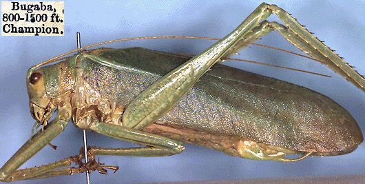 Diophanes rosescens Saussure & Pictet, 1898: male, lateral view (paralectotype). (Otu).