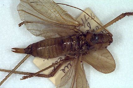 CollectionObject 1521554; d154f9b5-86bf-4215-ab4f-f5d25b16c0e3: male (holotype). (CollectionObject).