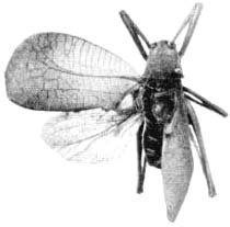 Paracyrtophyllus robustus Caudell, 1906: Pl. 19, Fig 1. male, dorsal view. (Otu).