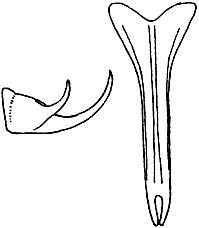 Paracyrtophyllus excelsus (Rehn & Hebard, 1914): male subgenital plate and cercus. (Otu).