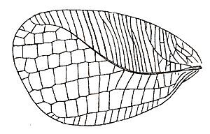 Phyllopectis crepitans (Redtenbacher, 1892): Fig. 192. male left tegmen (length 43-48 mm). (Otu).