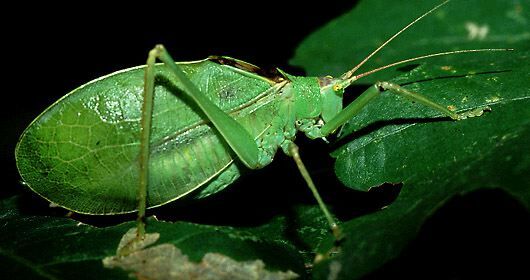 Pterophylla (Pterophylla) camellifolia camellifolia (Fabricius, 1775): male (Alabama, USA). (Otu).