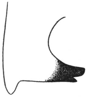 Pterophylla (Pterophylla) camellifolia dentifera Hebard, 1941: Pl. 18 fig. 6. male, ventral arm of cercus, dorsal view. (Otu).