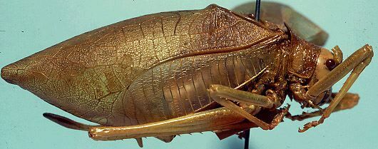 CollectionObject 1533112; aadf29e6-62ff-4cef-96e2-73227c81a9ba: male, lateral view (holotype). (CollectionObject).