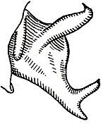 Pterophylla (Pterophylla) furcata laletica Hebard, 1941: male cercus. (Otu).