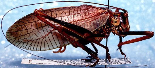 Pterophylla (Pterophylla) robertsi Hebard, 1941: male, lateral view (pink morph). (Otu).