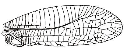 Pterophylla (Pterophylla) beltrani Bolívar & Bolívar, 1942: Fig. 197. male right tegmen (length 48-40 mm). (Otu).