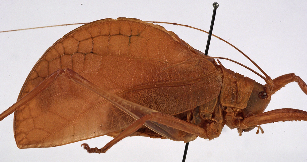 CollectionObject 1534532; 5bf62240-4b47-47db-bfa7-9cda6446bdea: male, lateral view (holotype). (CollectionObject).