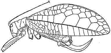 Scopioricus latifolius (Brunner von Wattenwyl, 1895): Fig. 183. female habitus (tegmina length 35 mm). (Otu).