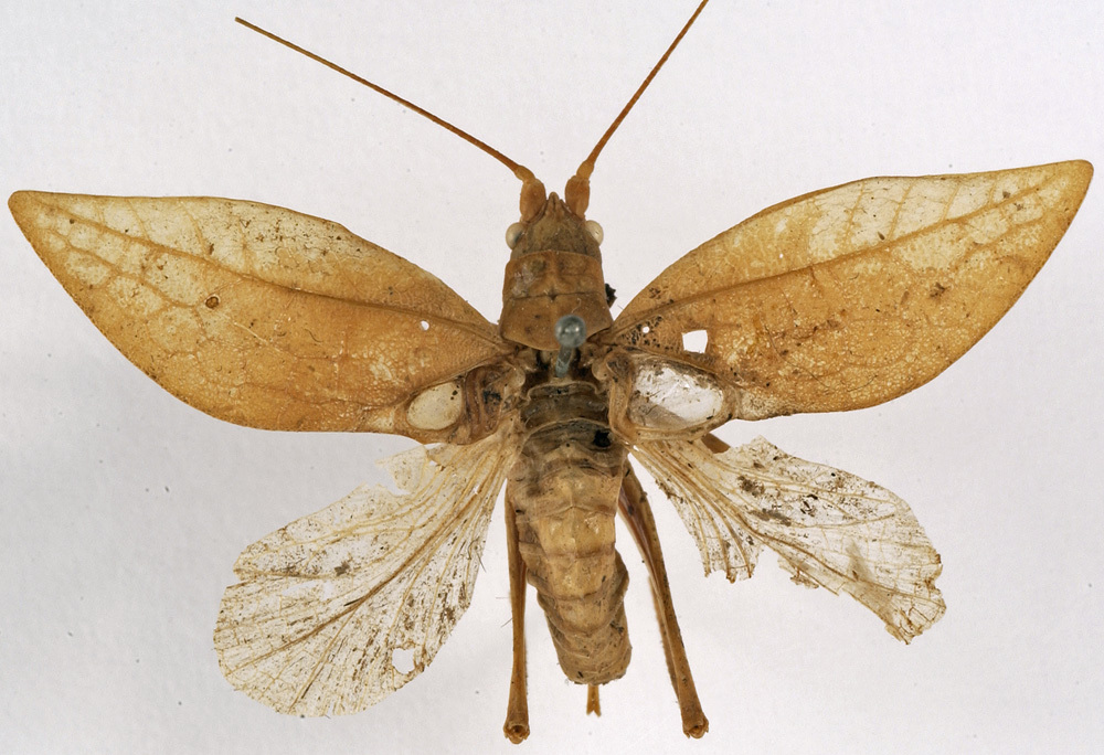CollectionObject 1529696; 7f9e0c36-6fcf-43d3-b596-9a607e7d681b: male, dorsal view (holotype). (CollectionObject).