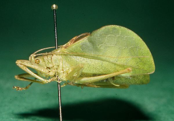 Scopioricus spatulatus Montealegre-Z. & Morris, 1999: male, lateral view (paratype). (Otu).
