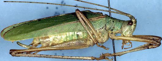 Scopiorinus nigridens (Stål, 1875): male, lateral view (not a type, from Costa Rica, Puntarenas Prov., Las Cruces). (Otu).
