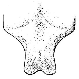 Scopiorinus fragilis (Hebard, 1927): Pl. XX, Fig. 13 (after paratype). male ultimate tergite, dorsal view. (Otu).