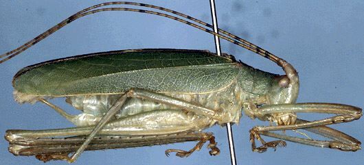 Scopiorinus mucronatus (Saussure & Pictet, 1898): male (CostaRica, Cartago, Quebrada Segunda). (Otu).