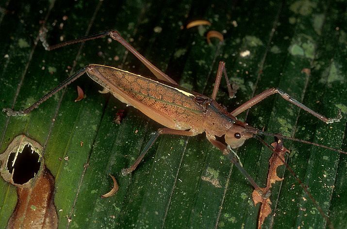 Scopiorinus impressopunctatus Beier, 1960: male (Costa Rica, Heredia, La Selva). (Otu).